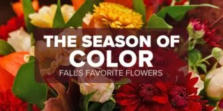FM4-Bold—Season-of-Color—Blog (1)