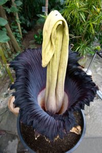Sumatran corpse flower - Titan Arum