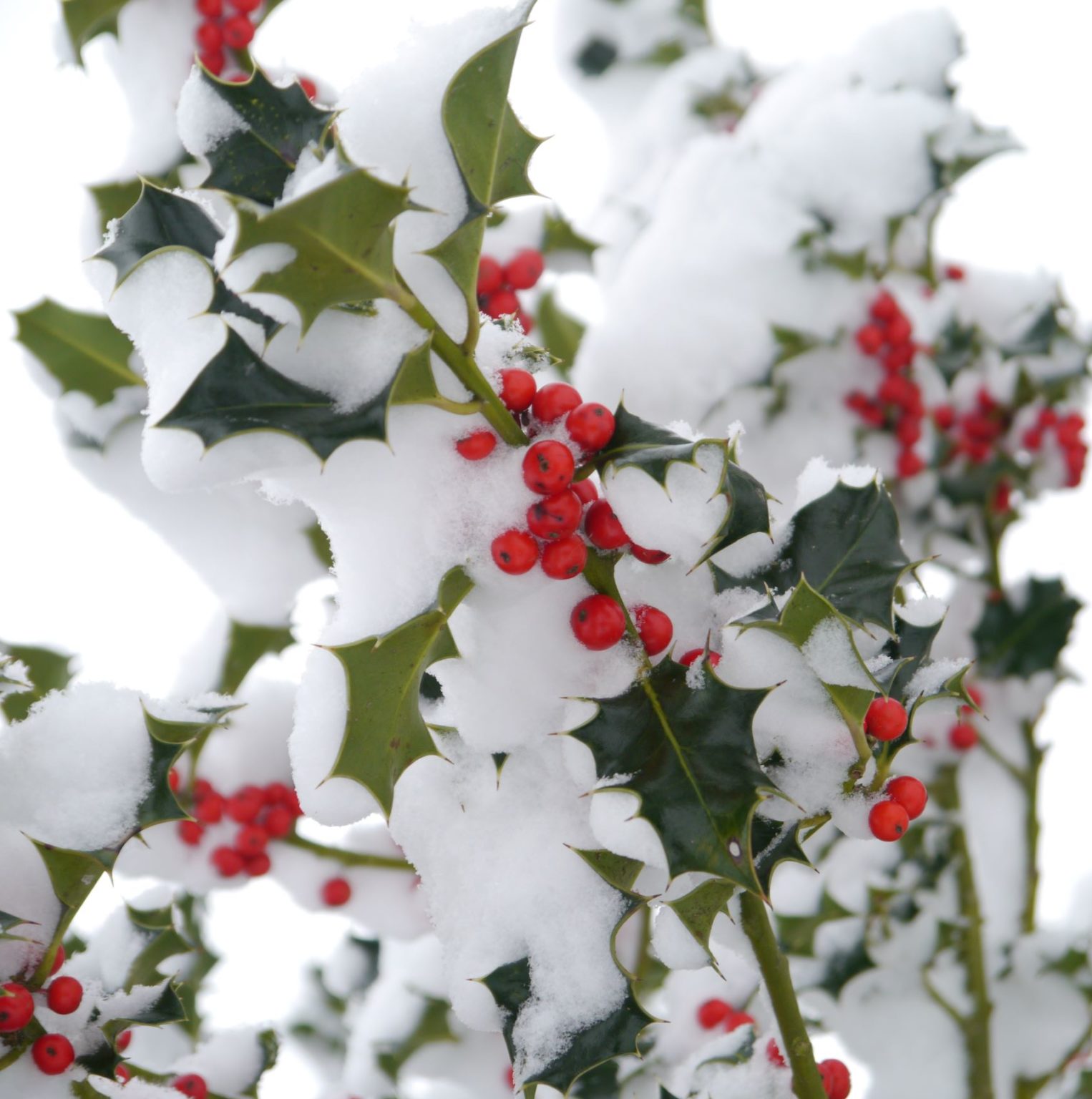 The Holly Plants Role In The Symbolism Of Christmas Mission Viejo