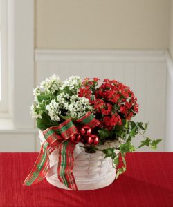 eye-catching kalanchoe plants sitting side by side each other blooming with tiny red and white flowers among lush green foliage and accented with a vibrant ivy plant, shiny red glass holiday balls, and festive ribbon in a white woodchip woven basket.