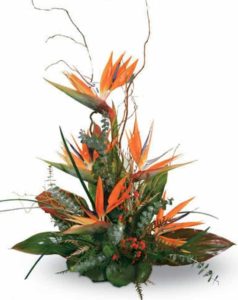 Let someone know you're thinking of them with one of our signature design, "Mahalo." Tropical, exotic, and downright stunning, this stylized design features birds of paradise surrounded by lush tropical foliage in a contemporary container. (Container may vary.)