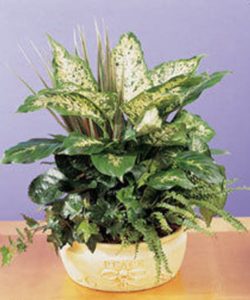 A variety of green plants designed in a beige ceramic pot